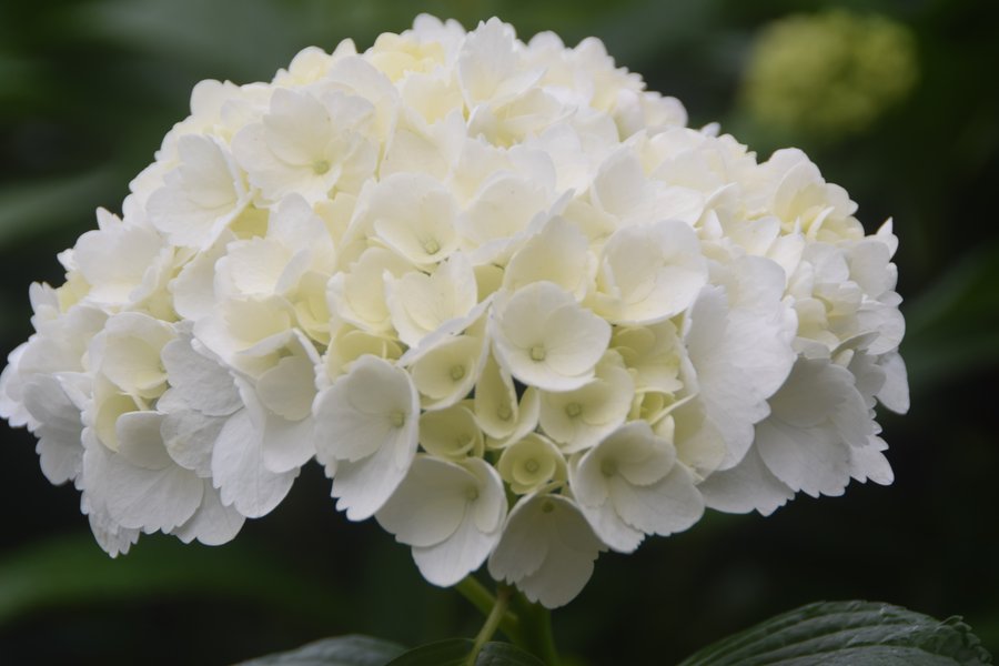 Perfect white hydrangea bloom, San Isidro farm Colombia