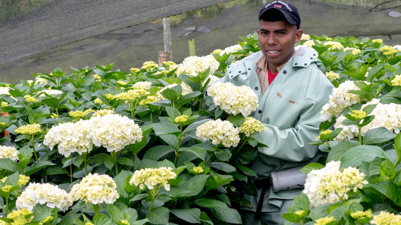 Grower among white hydrangeas at San Isidro, Colombia