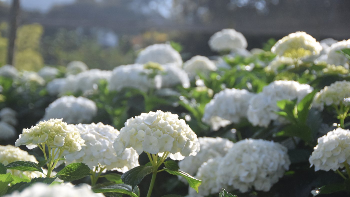 Campo de hortensias blancas en La Ceja, Antioquia