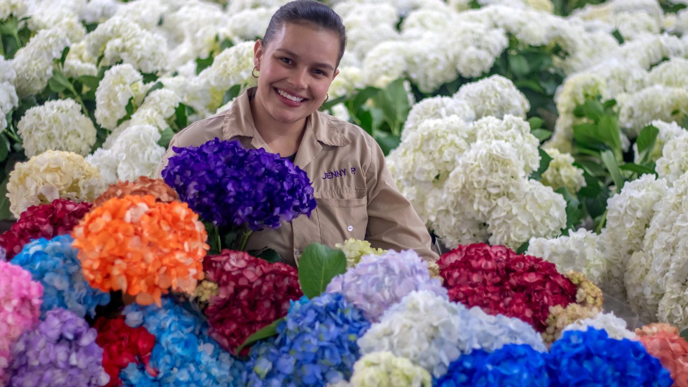 Hortensias pintadas de colores en el cultivo San Isidro