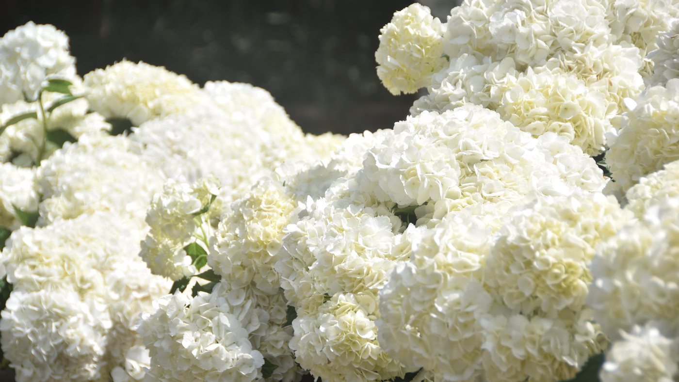 Freshly harvested white hydrangeas at San Isidro farm