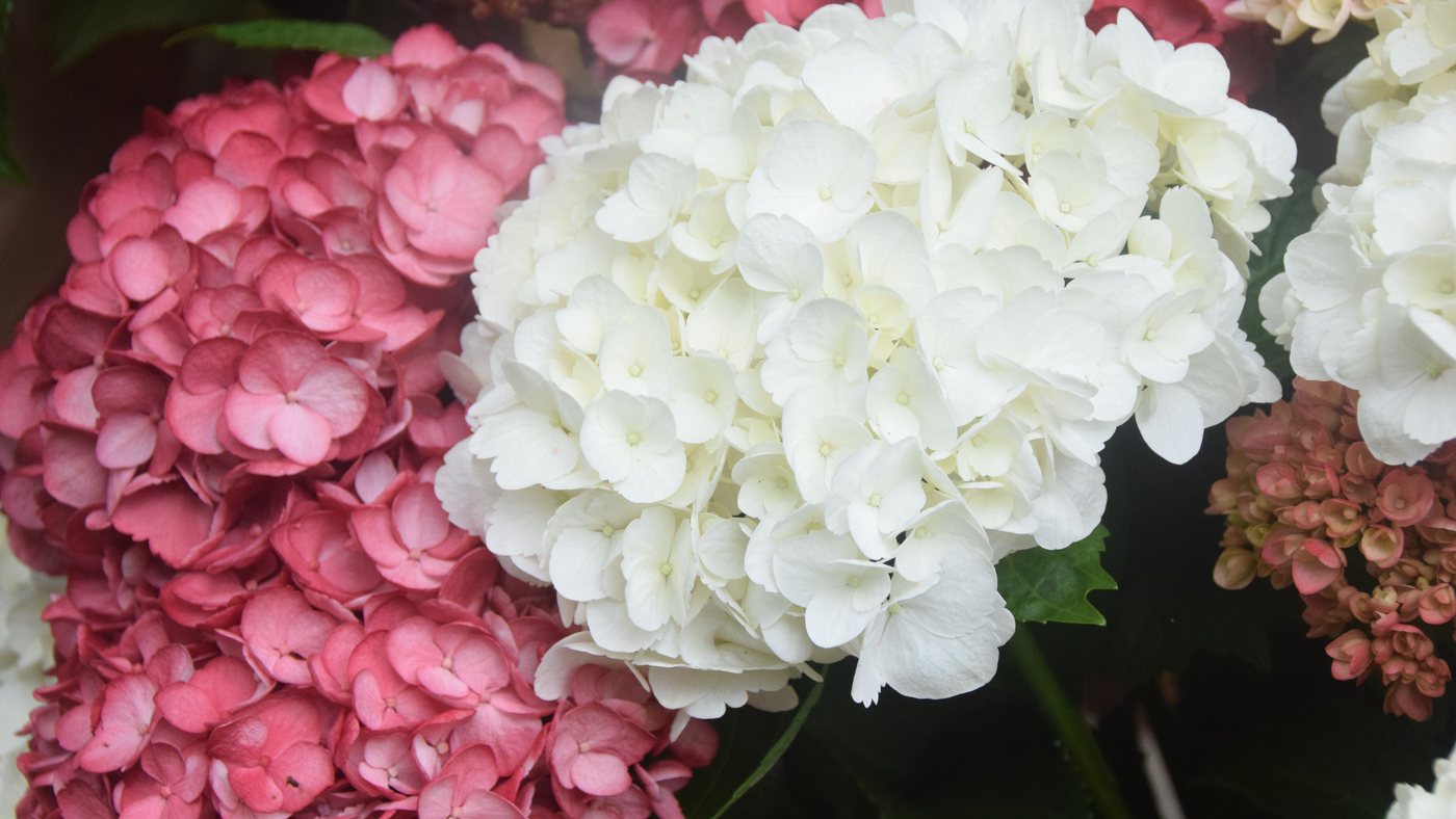 Hortensia blanca fresca del cultivo San Isidro