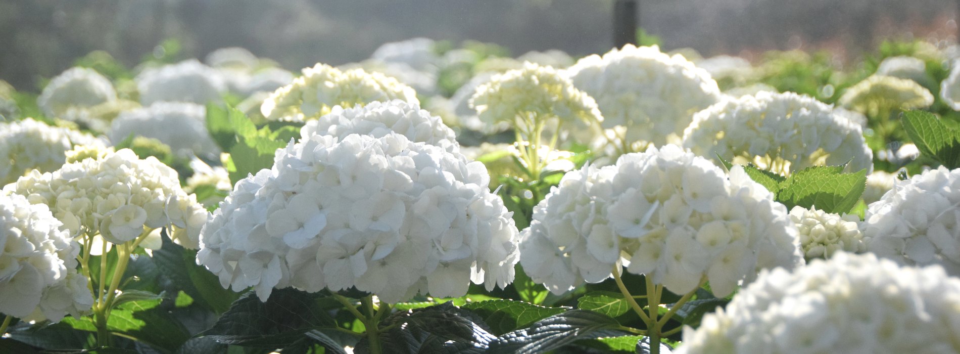 White hydrangea field at San Isidro farm, Colombia